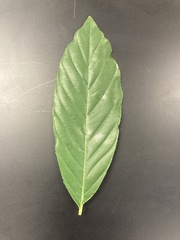 Frangula caroliniana
