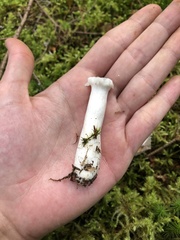 Russula fragilis