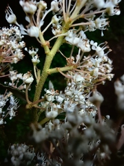 Ceanothus caeruleus