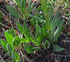 Senecio integerrimus