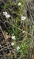 Cerastium arvense