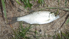 Scardinius hesperidicus