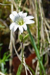 Cerastium arvense