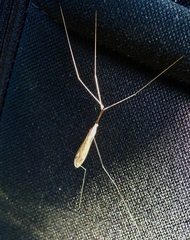 Brachypremna dispellens