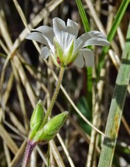 Cerastium arvense