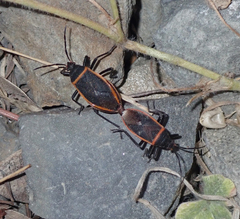 Largus californicus