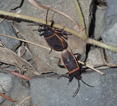 Largus californicus