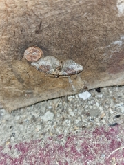 Xanthorhoe