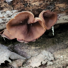 Pezizaceae