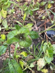 Elephantopus tomentosus