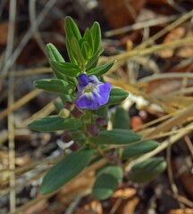 Scutellaria brittonii
