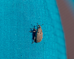 Trichobaris compacta