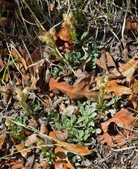 Antennaria parvifolia