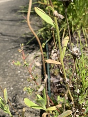 Gaillardia pulchella