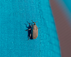 Trichobaris compacta