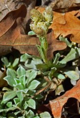 Antennaria parvifolia