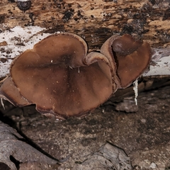 Pezizaceae
