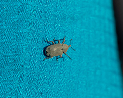 Trichobaris compacta