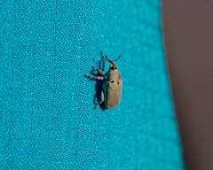 Trichobaris compacta