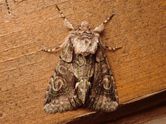 Allophyes oxyacanthae