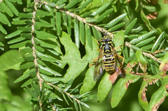 Spilomyia longicornis