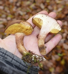 Xerocomus subtomentosus
