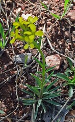 Erysimum capitatum