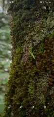 Pterygota