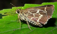 Amblyscirtes aesculapius