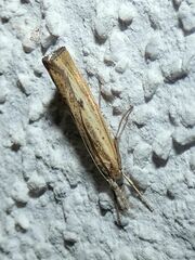 Agriphila inquinatella