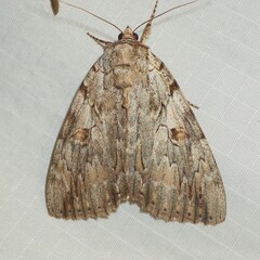 Catocala subnata