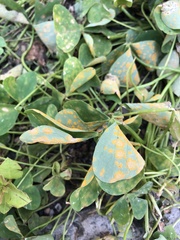 Puccinia oxalidis