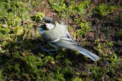 Parus major major