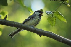 Parus major major
