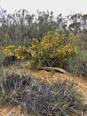 Acacia acanthoclada