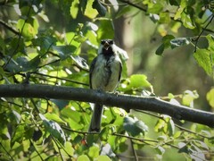 Parus major major