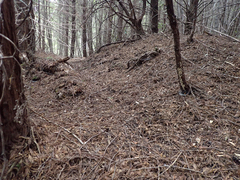 Odocoileus hemionus columbianus