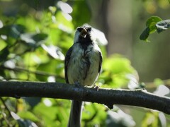 Parus major major