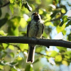 Parus major major