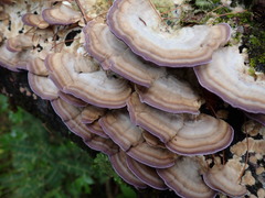 Trichaptum subchartaceum