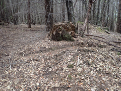 Odocoileus hemionus columbianus