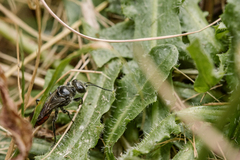 Astata