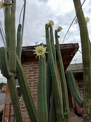Trichocereus