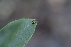 Phratora vulgatissima