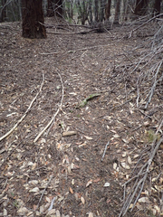 Odocoileus hemionus columbianus