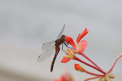 Sympetrum obtrusum