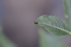 Phratora vulgatissima