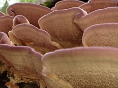 Trichaptum subchartaceum