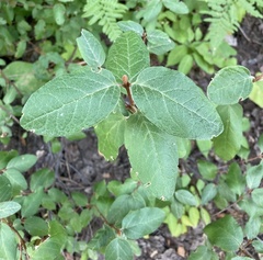 Shepherdia canadensis