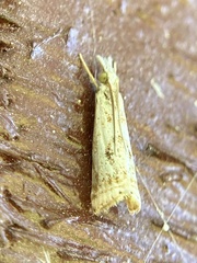 Microcrambus